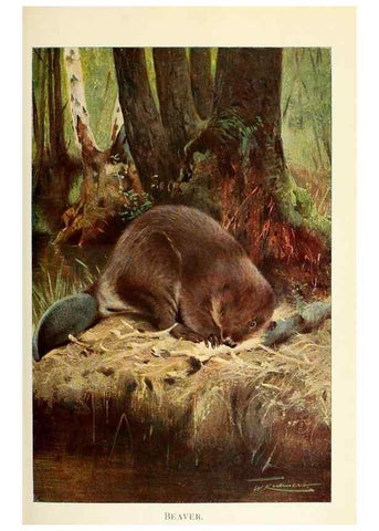 Reproducción/Reproduction 8167405049: Wild life of the world :. London ;F. Warne and co.,1916.