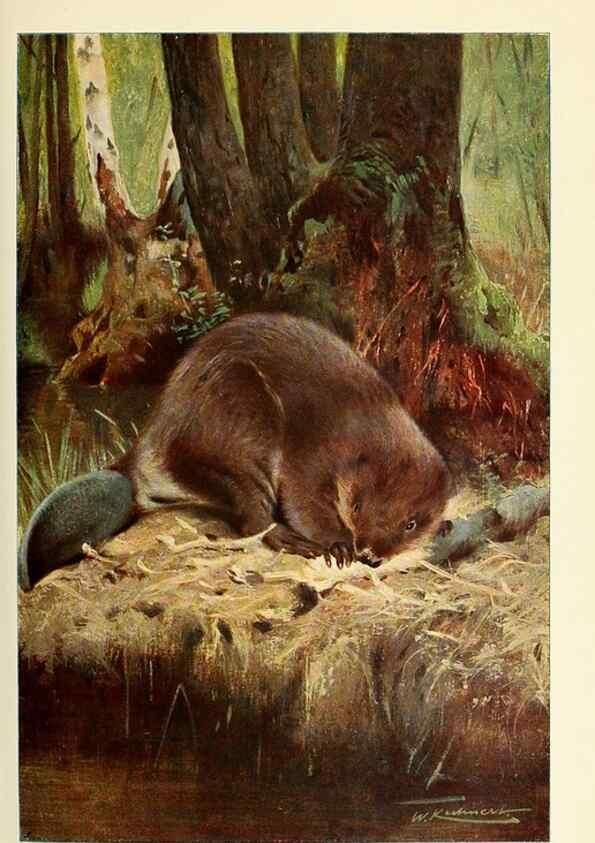 Reproducción/Reproduction 8167405049: Wild life of the world :. London ;F. Warne and co.,1916.