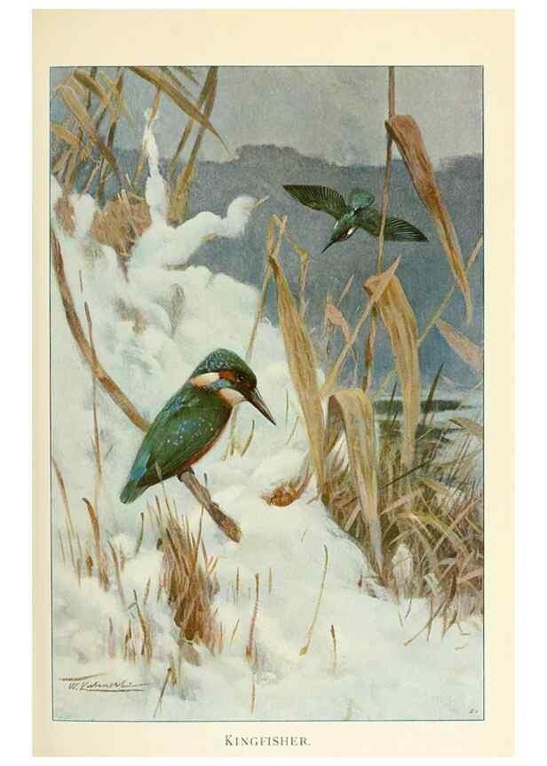 Reproducción/Reproduction 8167405847: Wild life of the world :. London ;F. Warne and co.,1916.