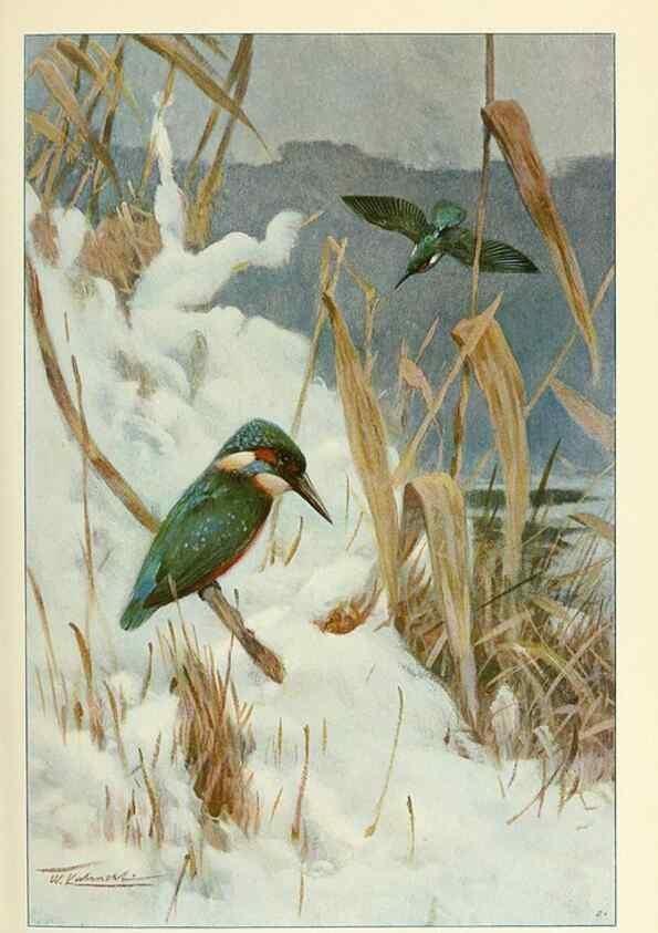 Reproducción/Reproduction 8167405847: Wild life of the world :. London ;F. Warne and co.,1916.