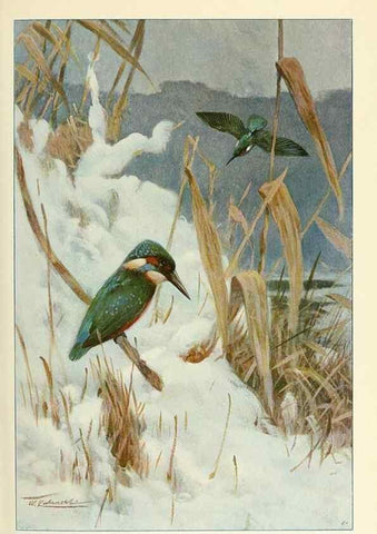 Reproducción/Reproduction 8167405847: Wild life of the world :. London ;F. Warne and co.,1916.