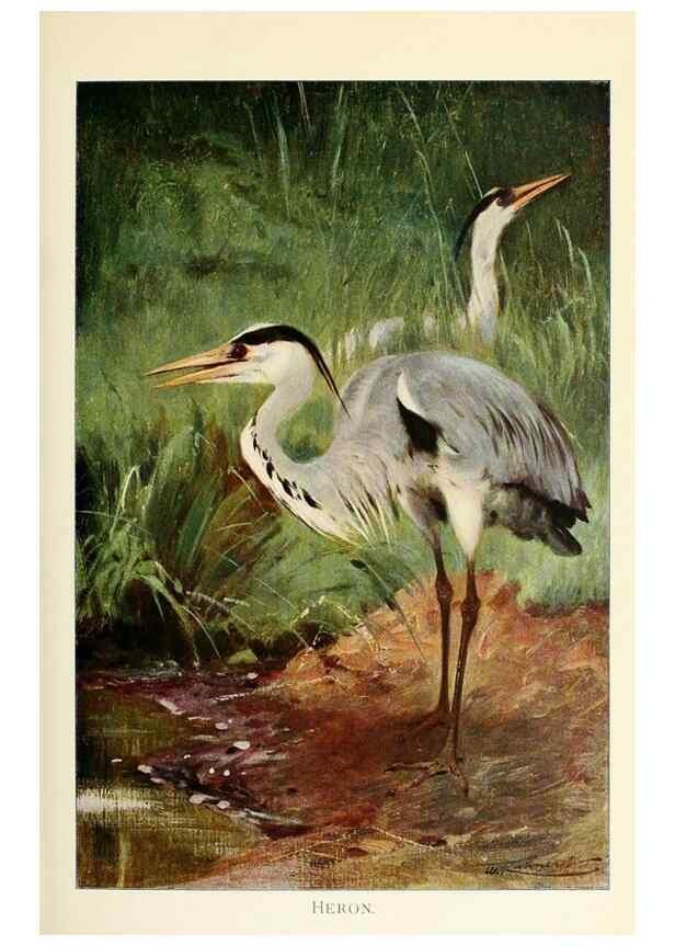 Reproducción/Reproduction 8167406481: Wild life of the world :. London ;F. Warne and co.,1916.