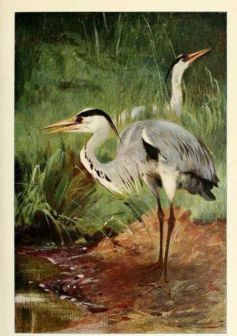 Reproducción/Reproduction 8167406481: Wild life of the world :. London ;F. Warne and co.,1916.