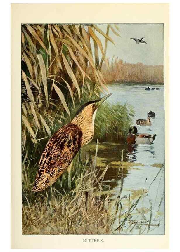 Reproducción/Reproduction 8167438030: Wild life of the world :. London ;F. Warne and co.,1916.