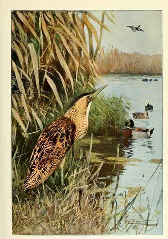 Reproducción/Reproduction 8167438030: Wild life of the world :. London ;F. Warne and co.,1916.