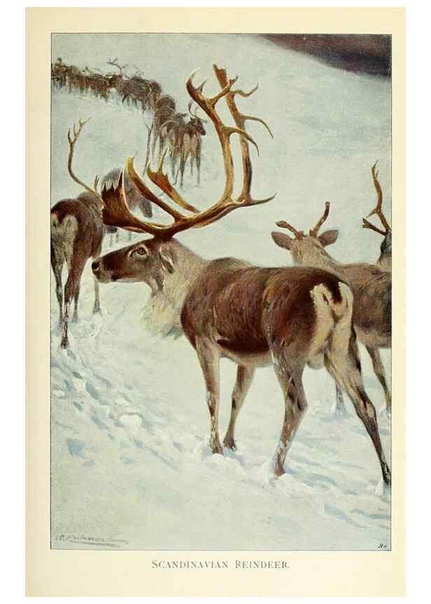 Reproducción/Reproduction 8167407753: Wild life of the world :. London ;F. Warne and co.,1916.