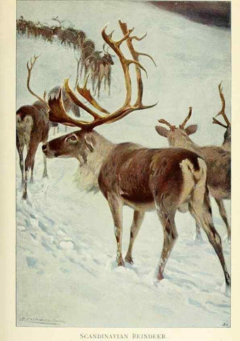 Reproducción/Reproduction 8167407753: Wild life of the world :. London ;F. Warne and co.,1916.