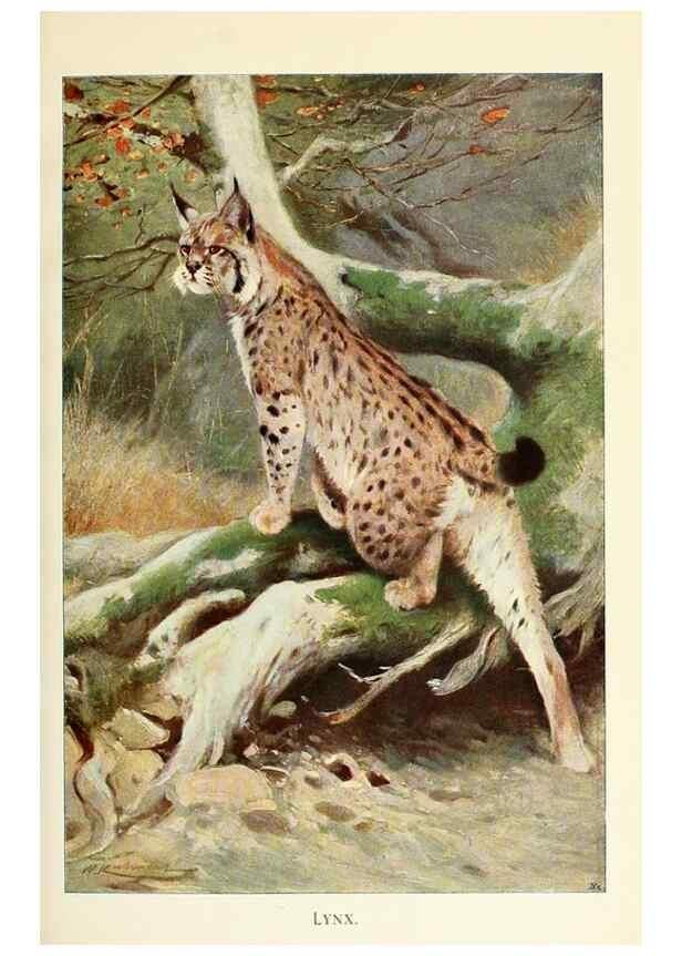 Reproducción/Reproduction 8167439516: Wild life of the world :. London ;F. Warne and co.,1916.