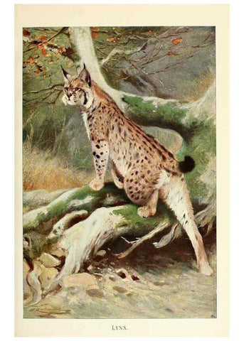 Reproducción/Reproduction 8167439516: Wild life of the world :. London ;F. Warne and co.,1916.