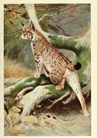 Reproducción/Reproduction 8167439516: Wild life of the world :. London ;F. Warne and co.,1916.