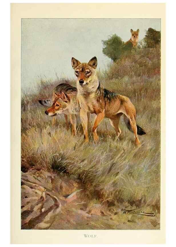 Reproducción/Reproduction 8167409169: Wild life of the world :. London ;F. Warne and co.,1916.