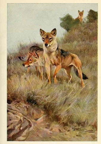 Reproducción/Reproduction 8167409169: Wild life of the world :. London ;F. Warne and co.,1916.