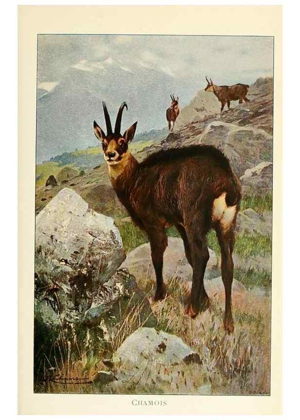 Reproducción/Reproduction 8167440662: Wild life of the world :. London ;F. Warne and co.,1916.