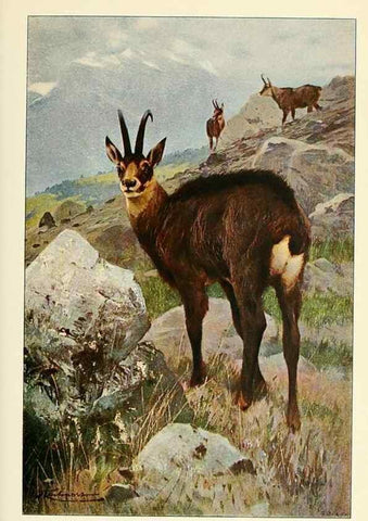 Reproducción/Reproduction 8167440662: Wild life of the world :. London ;F. Warne and co.,1916.