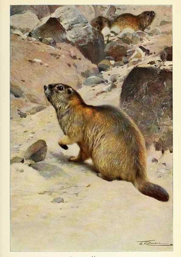 Reproducción/Reproduction 8167410493: Wild life of the world :. London ;F. Warne and co.,1916.