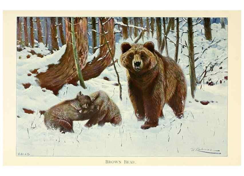 Reproducción/Reproduction 8167411221: Wild life of the world :. London ;F. Warne and co.,1916.