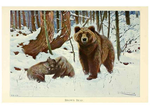 Reproducción/Reproduction 8167411221: Wild life of the world :. London ;F. Warne and co.,1916.