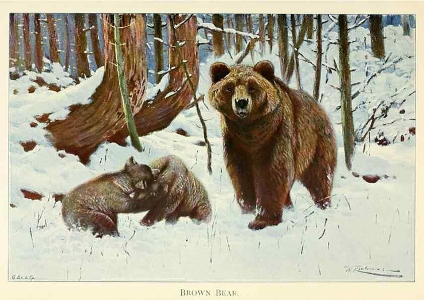Reproducción/Reproduction 8167411221: Wild life of the world :. London ;F. Warne and co.,1916.