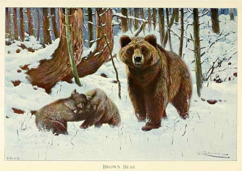 Reproducción/Reproduction 8167411221: Wild life of the world :. London ;F. Warne and co.,1916.