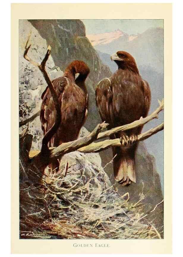 Reproducción/Reproduction 8167411865: Wild life of the world :. London ;F. Warne and co.,1916.