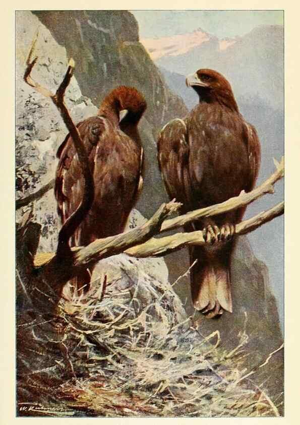 Reproducción/Reproduction 8167411865: Wild life of the world :. London ;F. Warne and co.,1916.