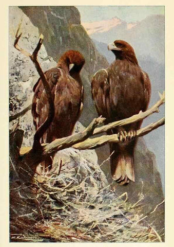Reproducción/Reproduction 8167411865: Wild life of the world :. London ;F. Warne and co.,1916.