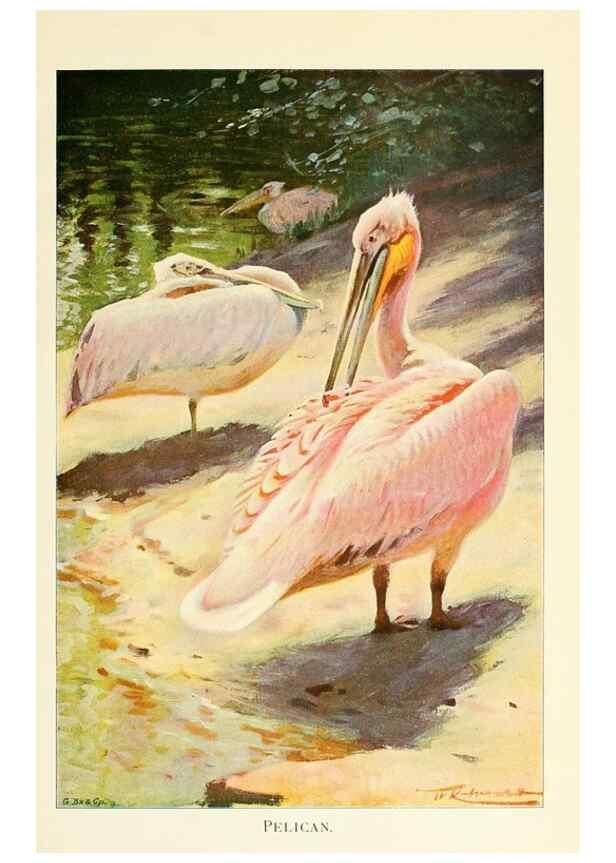 Reproducción/Reproduction 8167412473: Wild life of the world :. London ;F. Warne and co.,1916.