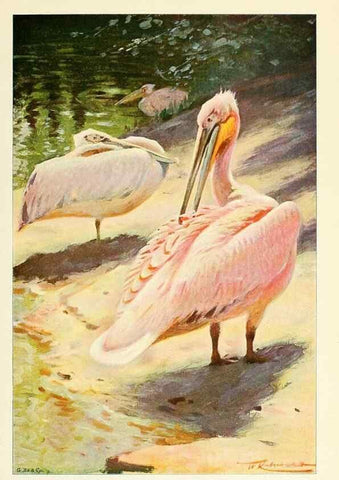 Reproducción/Reproduction 8167412473: Wild life of the world :. London ;F. Warne and co.,1916.