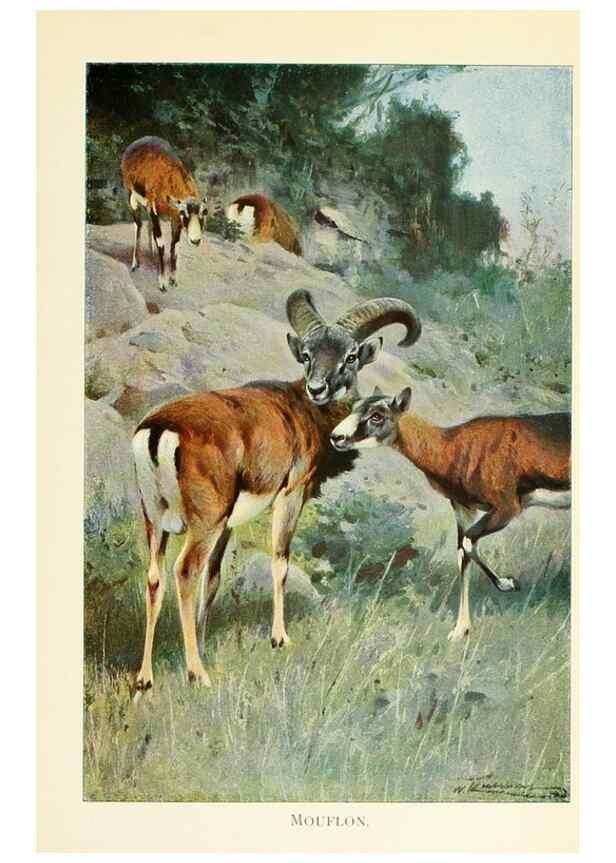 Reproducción/Reproduction 8167444272: Wild life of the world :. London ;F. Warne and co.,1916.
