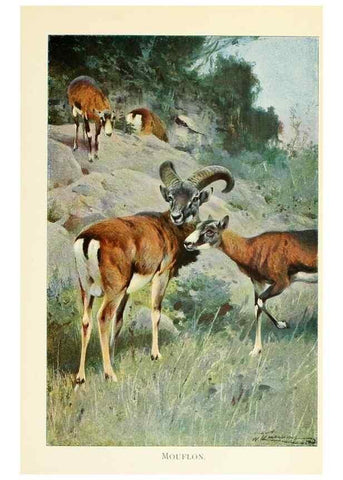Reproducción/Reproduction 8167444272: Wild life of the world :. London ;F. Warne and co.,1916.