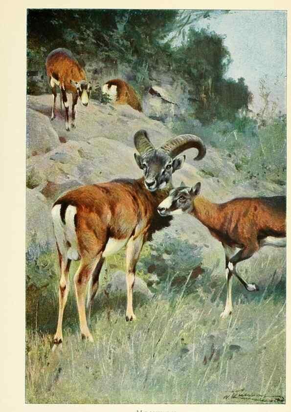 Reproducción/Reproduction 8167444272: Wild life of the world :. London ;F. Warne and co.,1916.