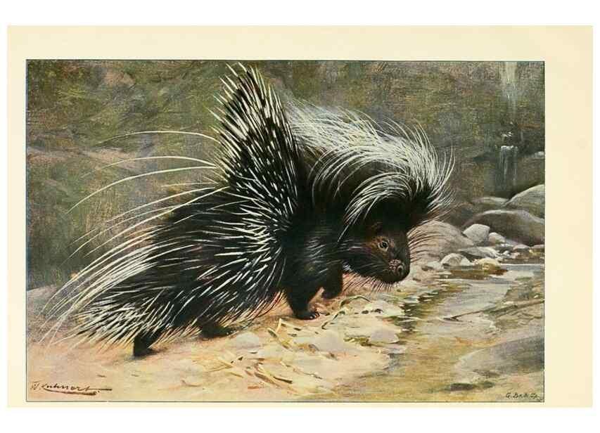 Reproducción/Reproduction 8167413905: Wild life of the world :. London ;F. Warne and co.,1916.
