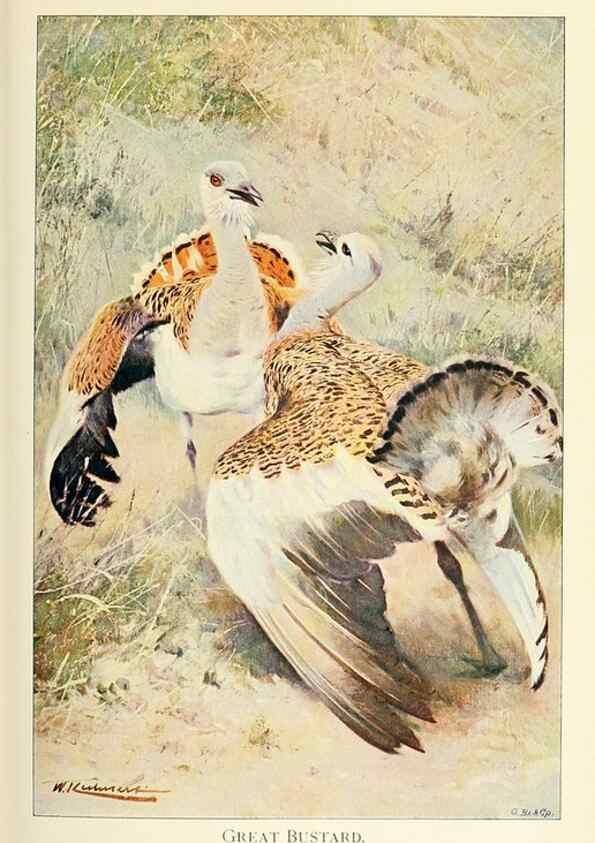 Reproducción/Reproduction 8167434648: Wild life of the world :. London ;F. Warne and co.,1916.