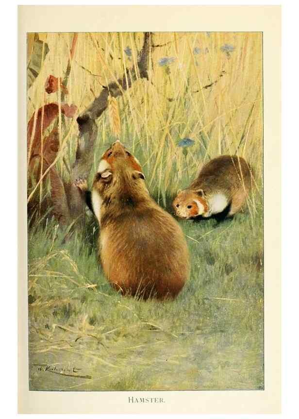 Reproducción/Reproduction 8167433942: Wild life of the world :. London ;F. Warne and co.,1916.