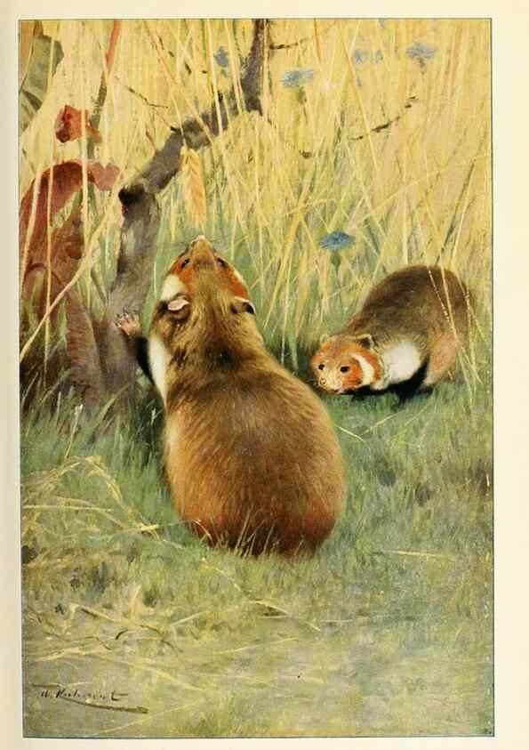 Reproducción/Reproduction 8167433942: Wild life of the world :. London ;F. Warne and co.,1916.