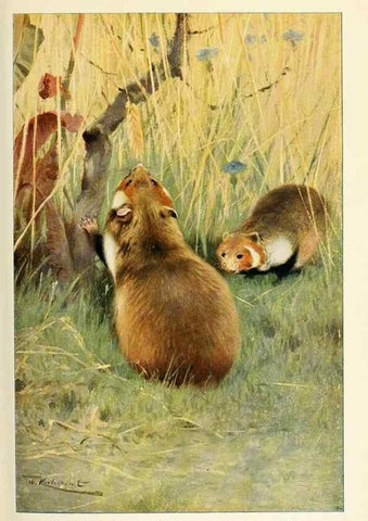Reproducción/Reproduction 8167433942: Wild life of the world :. London ;F. Warne and co.,1916.