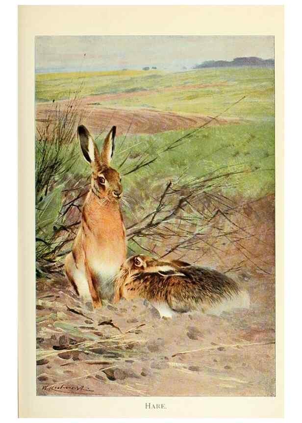 Reproducción/Reproduction 8167433244: Wild life of the world :. London ;F. Warne and co.,1916.