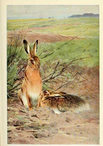Reproducción/Reproduction 8167433244: Wild life of the world :. London ;F. Warne and co.,1916.