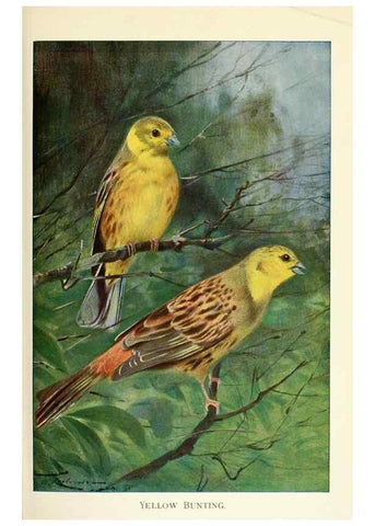 Reproducción/Reproduction 8167432516: Wild life of the world :. London ;F. Warne and co.,1916.