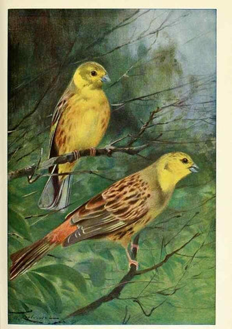 Reproducción/Reproduction 8167432516: Wild life of the world :. London ;F. Warne and co.,1916.