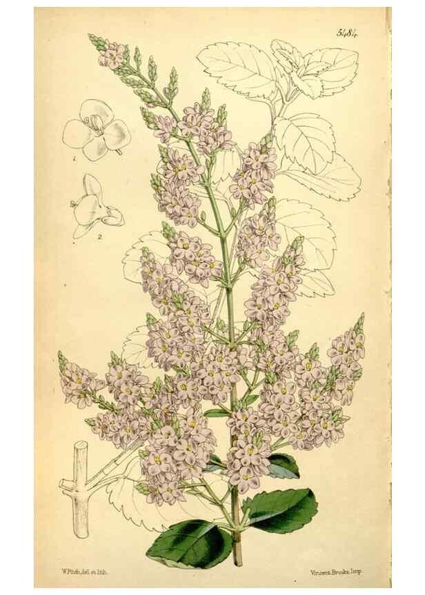 Reproducción/Reproduction 8167076432: Curtis's botanical magazine.. London ;New York [etc.] :Academic Press [etc.]