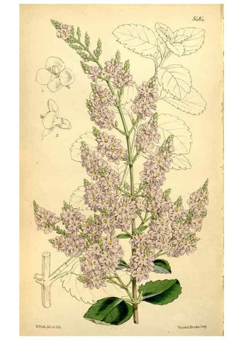 Reproducción/Reproduction 8167076432: Curtis's botanical magazine.. London ;New York [etc.] :Academic Press [etc.]