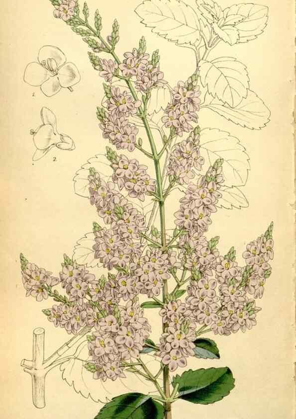 Reproducción/Reproduction 8167076432: Curtis's botanical magazine.. London ;New York [etc.] :Academic Press [etc.]