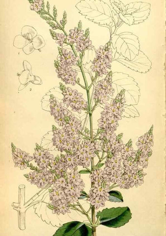Reproducción/Reproduction 8167076432: Curtis's botanical magazine.. London ;New York [etc.] :Academic Press [etc.]