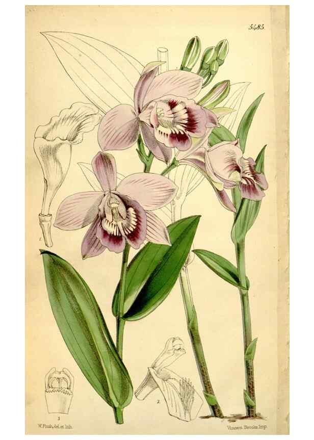 Reproducción/Reproduction 8167047423: Curtis's botanical magazine.. London ;New York [etc.] :Academic Press [etc.]