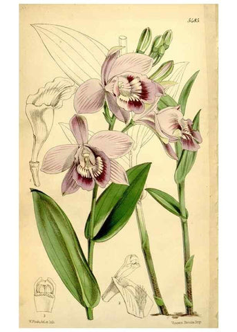 Reproducción/Reproduction 8167047423: Curtis's botanical magazine.. London ;New York [etc.] :Academic Press [etc.]