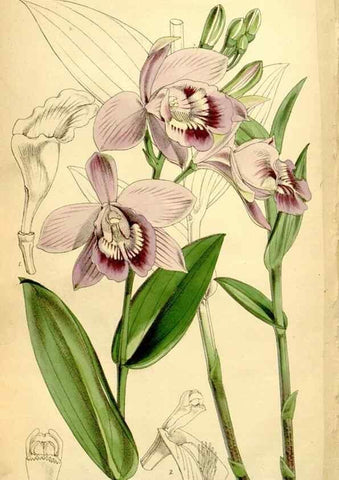 Reproducción/Reproduction 8167047423: Curtis's botanical magazine.. London ;New York [etc.] :Academic Press [etc.]
