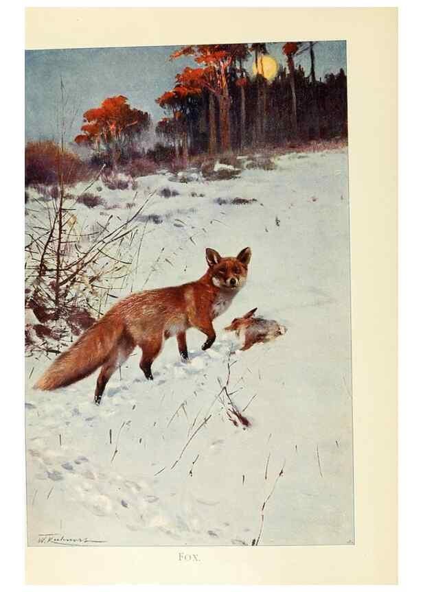 Reproducción/Reproduction 8167422840: Wild life of the world :. London ;F. Warne and co.,1916.