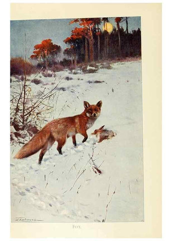 Reproducción/Reproduction 8167422840: Wild life of the world :. London ;F. Warne and co.,1916.