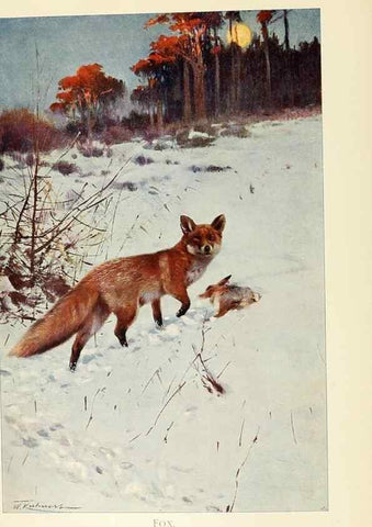 Reproducción/Reproduction 8167422840: Wild life of the world :. London ;F. Warne and co.,1916.